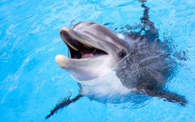 Dolphins in Depth