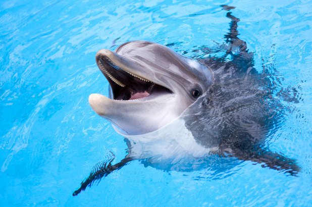 Dolphins in Depth