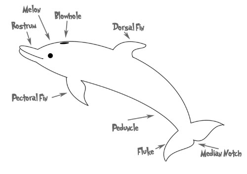 Dolphin anatomy